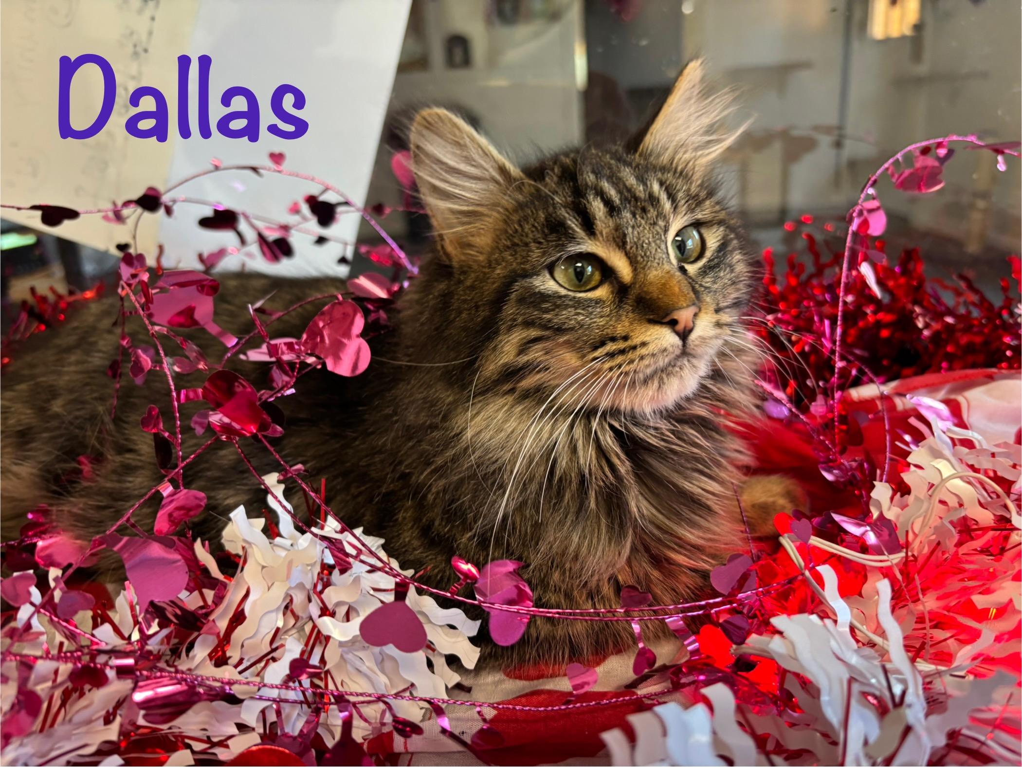 Dallas, ADOPTABLE, Kitten Male Tabby.