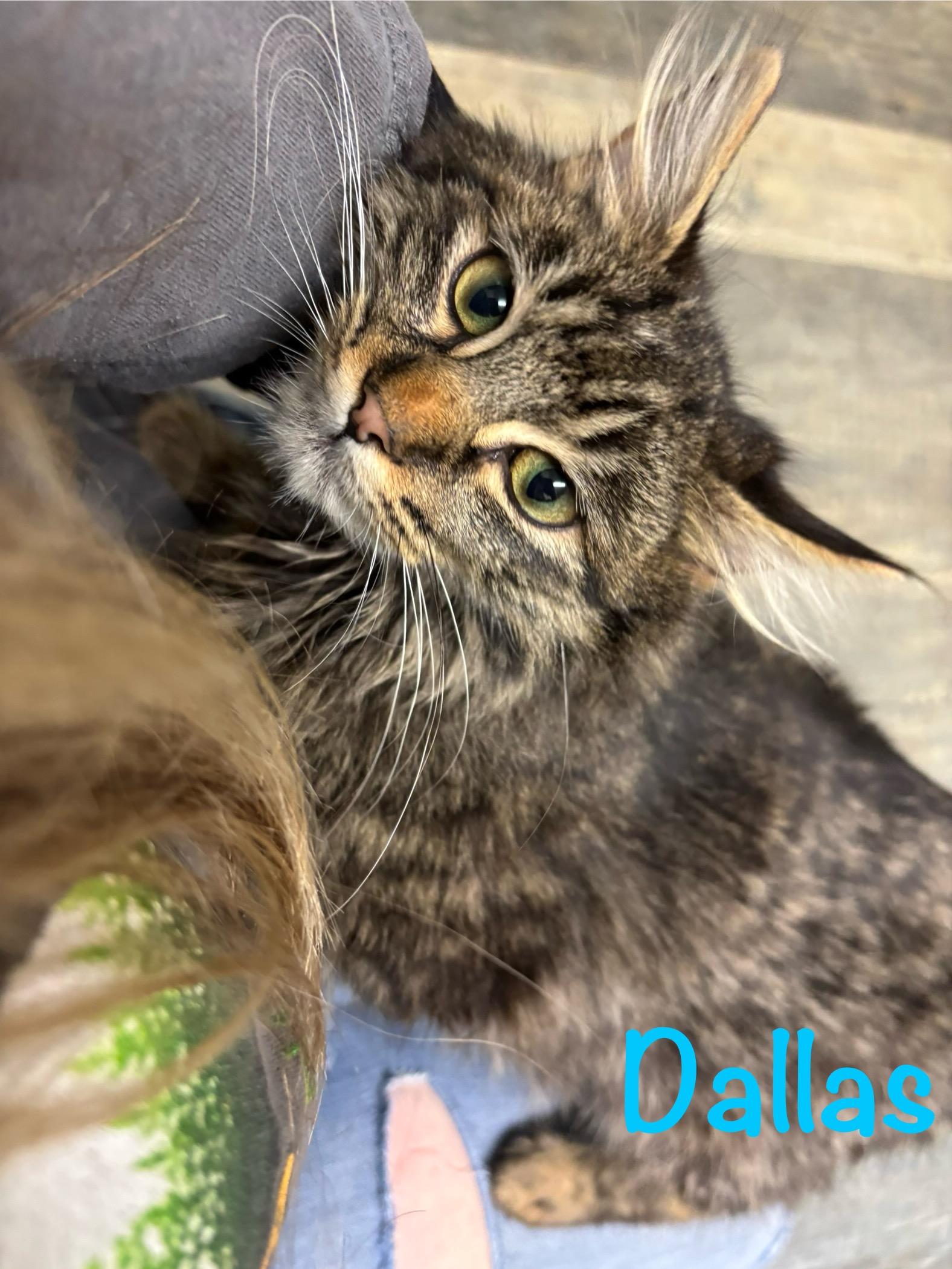 Enlarge Dallas, a ADOPTABLE Tabby in Crescent City, CA image 5/5