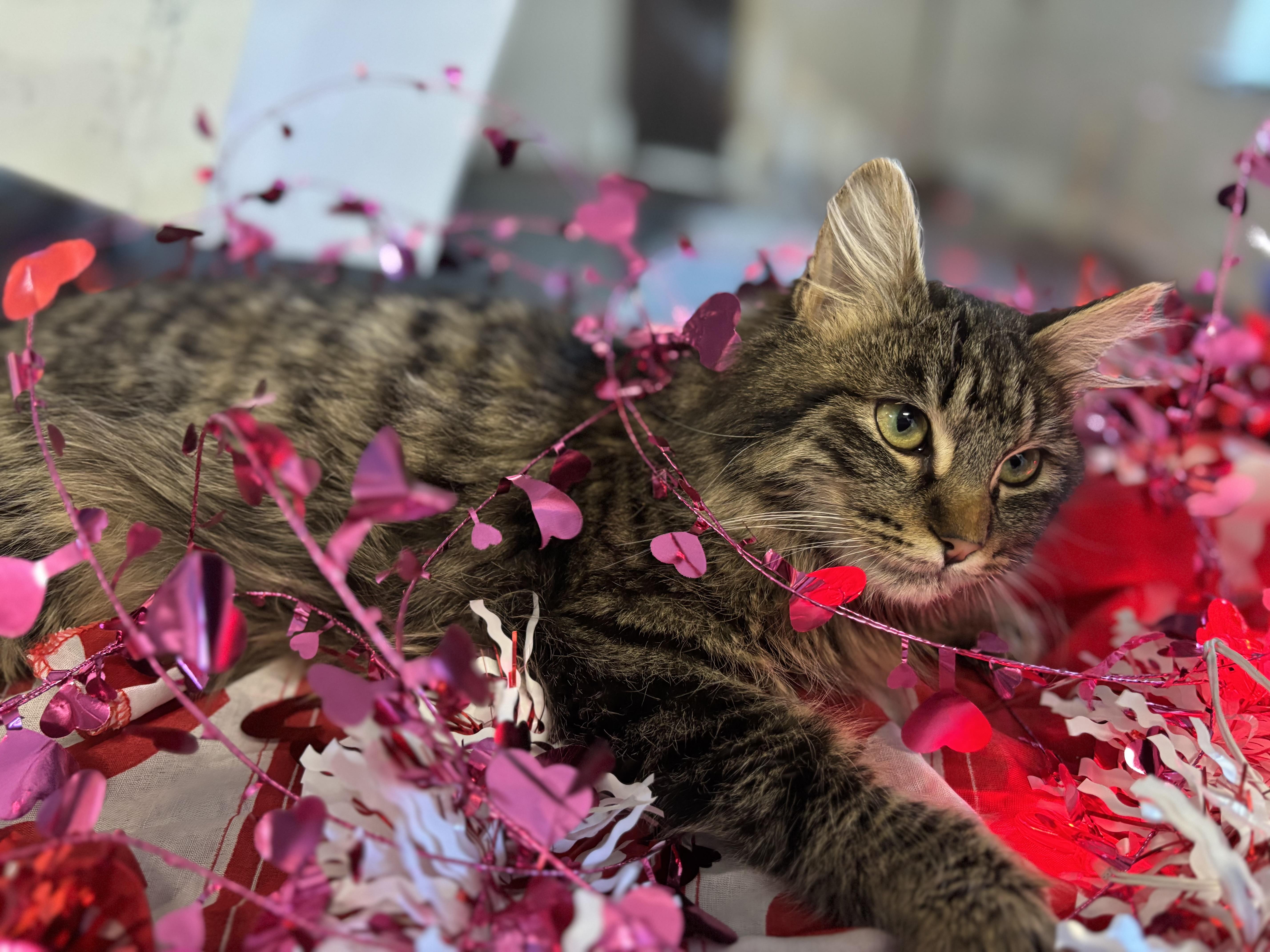 Enlarge Dallas, a ADOPTABLE Tabby in Crescent City, CA image 2/5