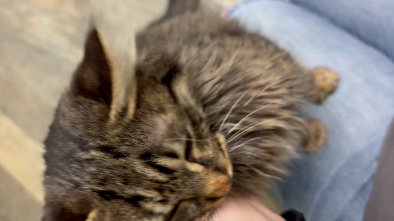 Enlarge Dallas, a ADOPTABLE Tabby in Crescent City, CA video 4/5