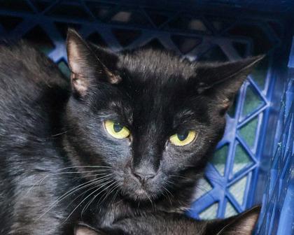 Miss Frizzle, Adoptable, Adult Female Domestic Short Hair.