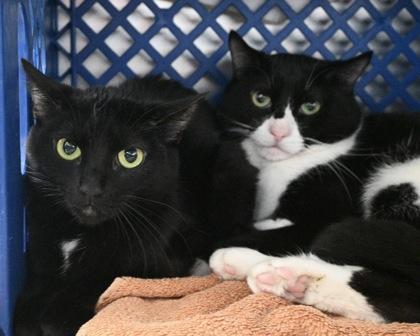 Enlarge Miss Frizzle, a Adoptable Domestic Short Hair in West Seneca, NY image 2/3