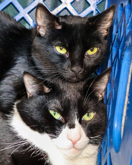 Enlarge Miss Frizzle, a Adoptable Domestic Short Hair in West Seneca, NY image 3/3