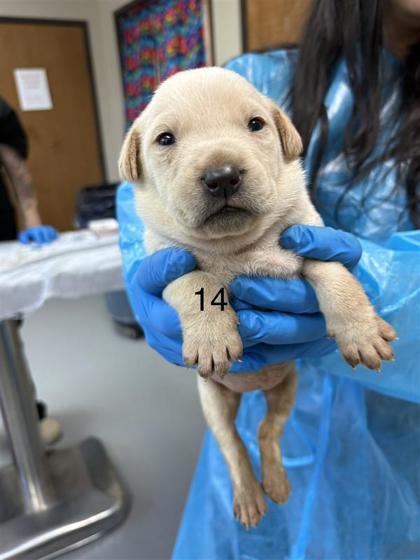 Enlarge Nola, a Adoptable mixed breed in Dallas, TX image 1/1