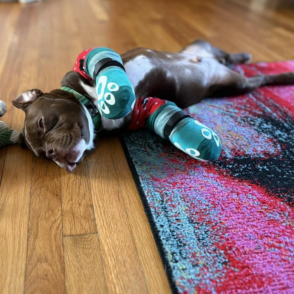 Scram, a Adoptable American Staffordshire Terrier in Zuni, VA image 1/6
