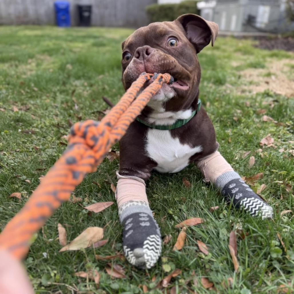 Scram, a Adoptable American Staffordshire Terrier in Zuni, VA image 6/6