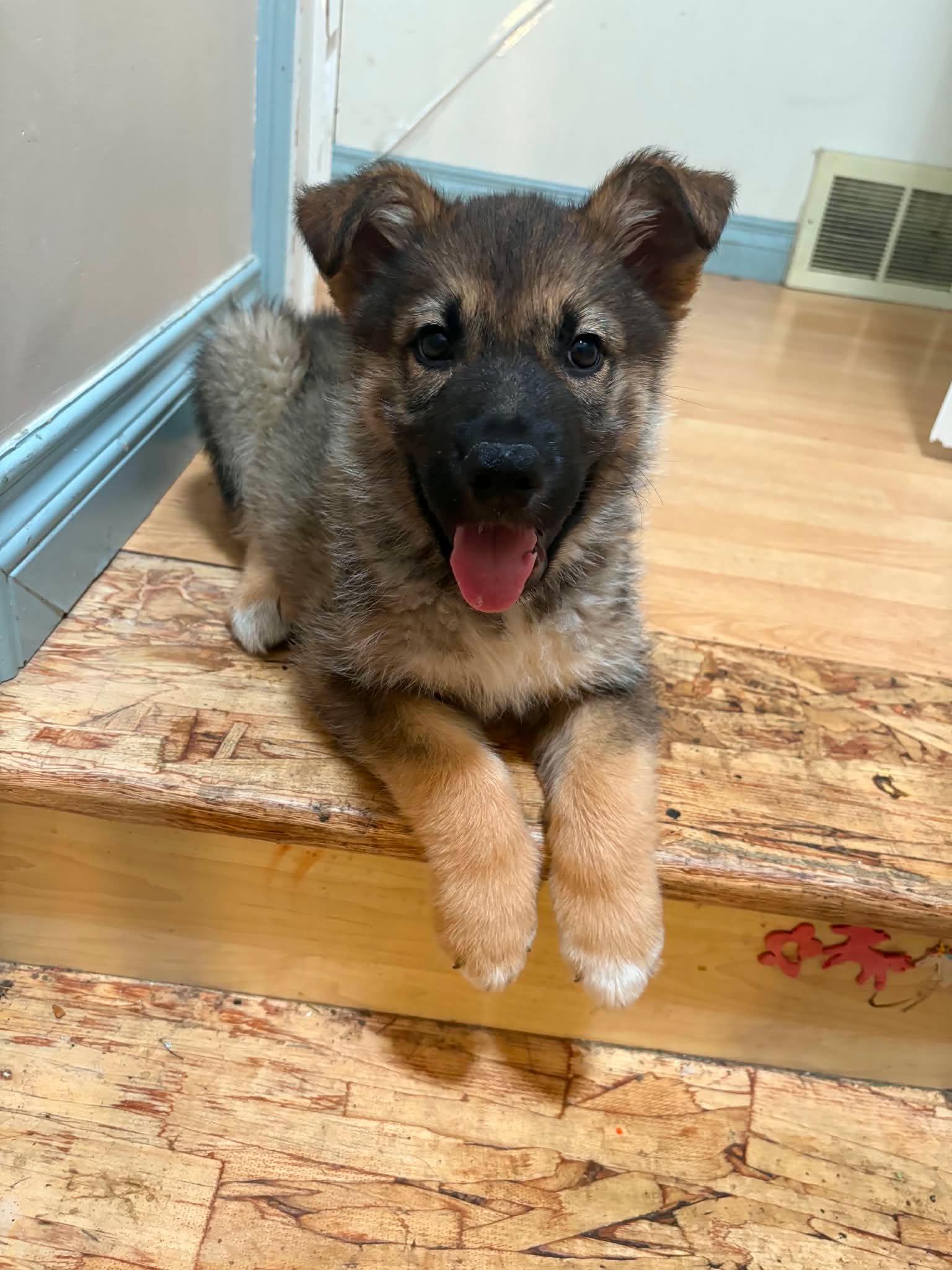 Mowgli, adopted, Puppy Male Husky & German Shepherd Dog.