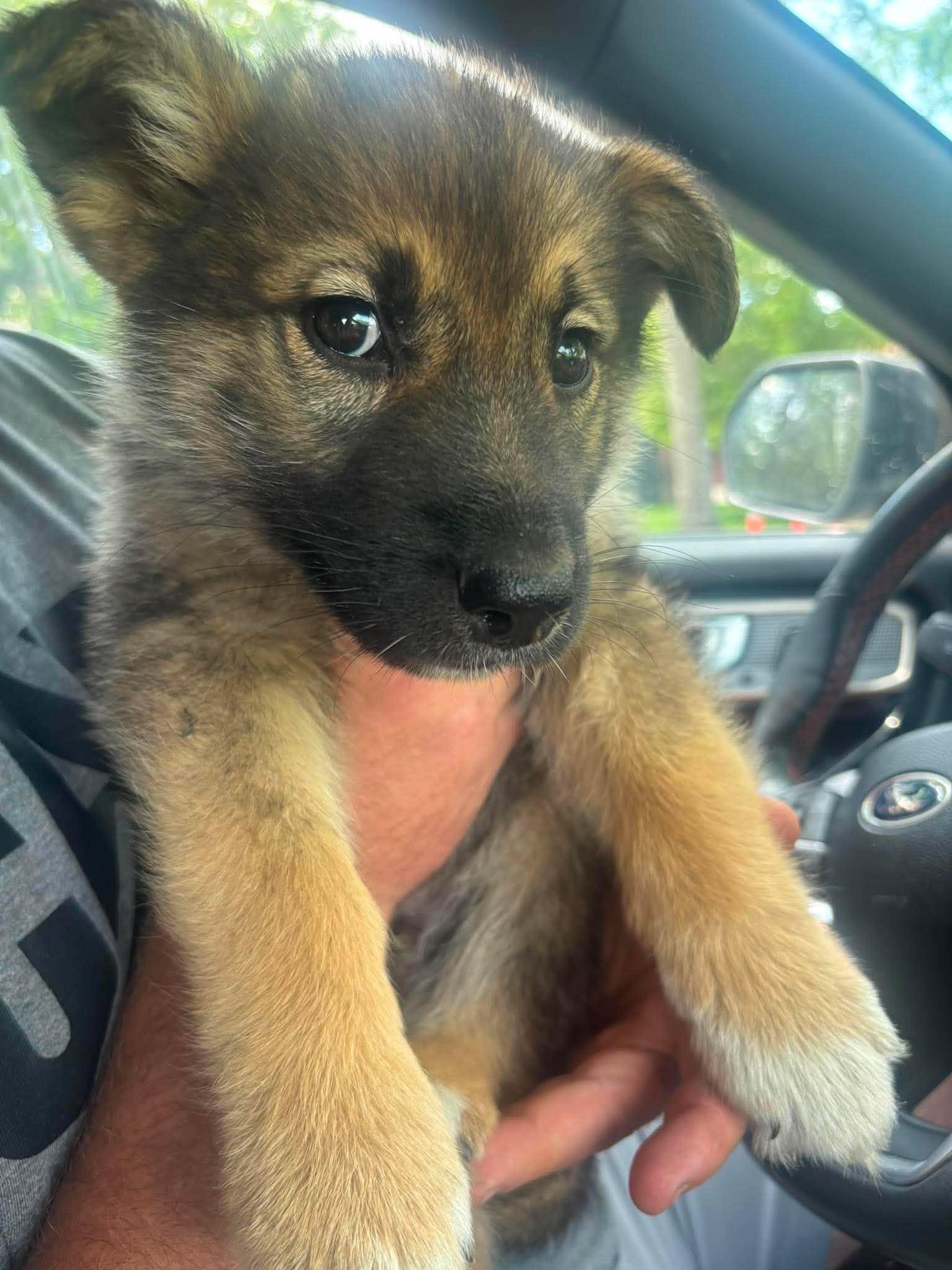 Mowgli, an adopted mixed breed in Edmonton, AB image 2/3