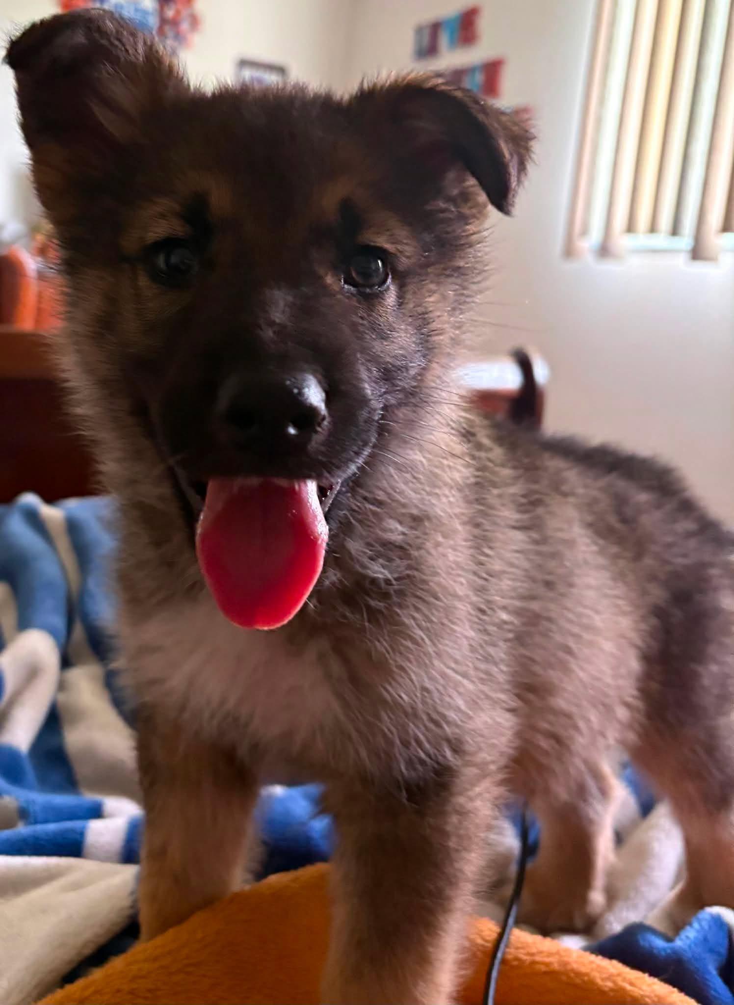 Mowgli, an adopted mixed breed in Edmonton, AB image 3/3