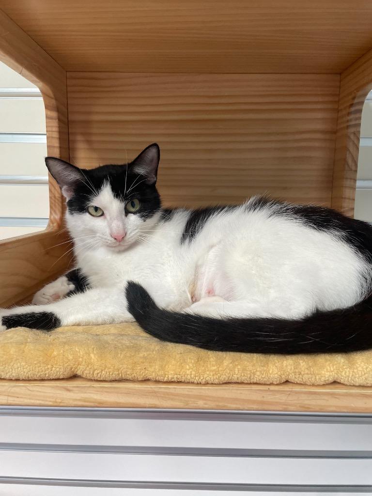 Enlarge Waterbed, a Adoptable American Shorthair in New Philadelphia, OH image 1/2