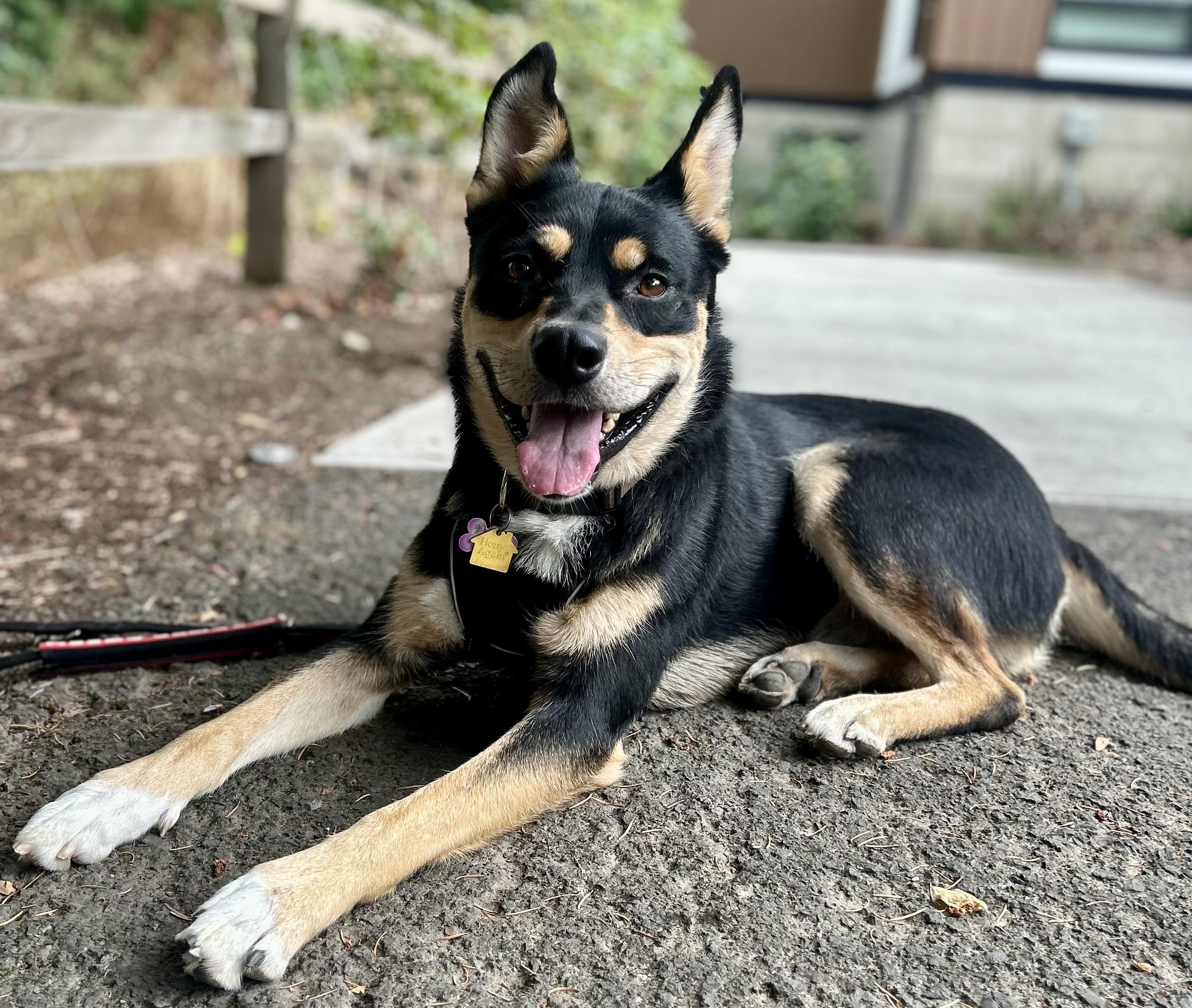 Maki, a Adoptable mixed breed in Tigard, OR image 4/5