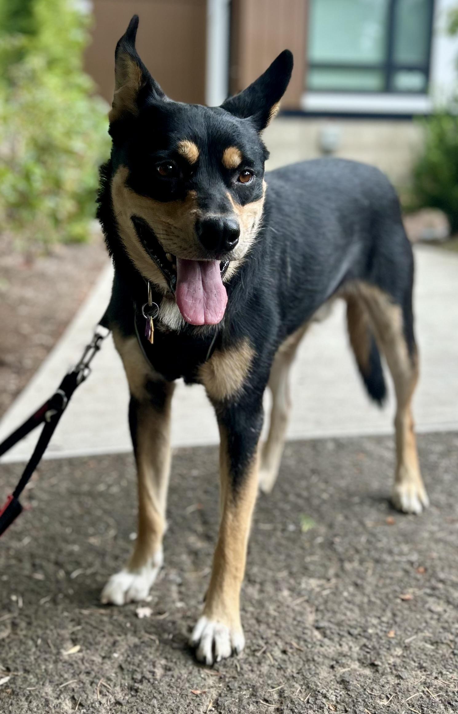 Maki, a Adoptable mixed breed in Tigard, OR image 5/5