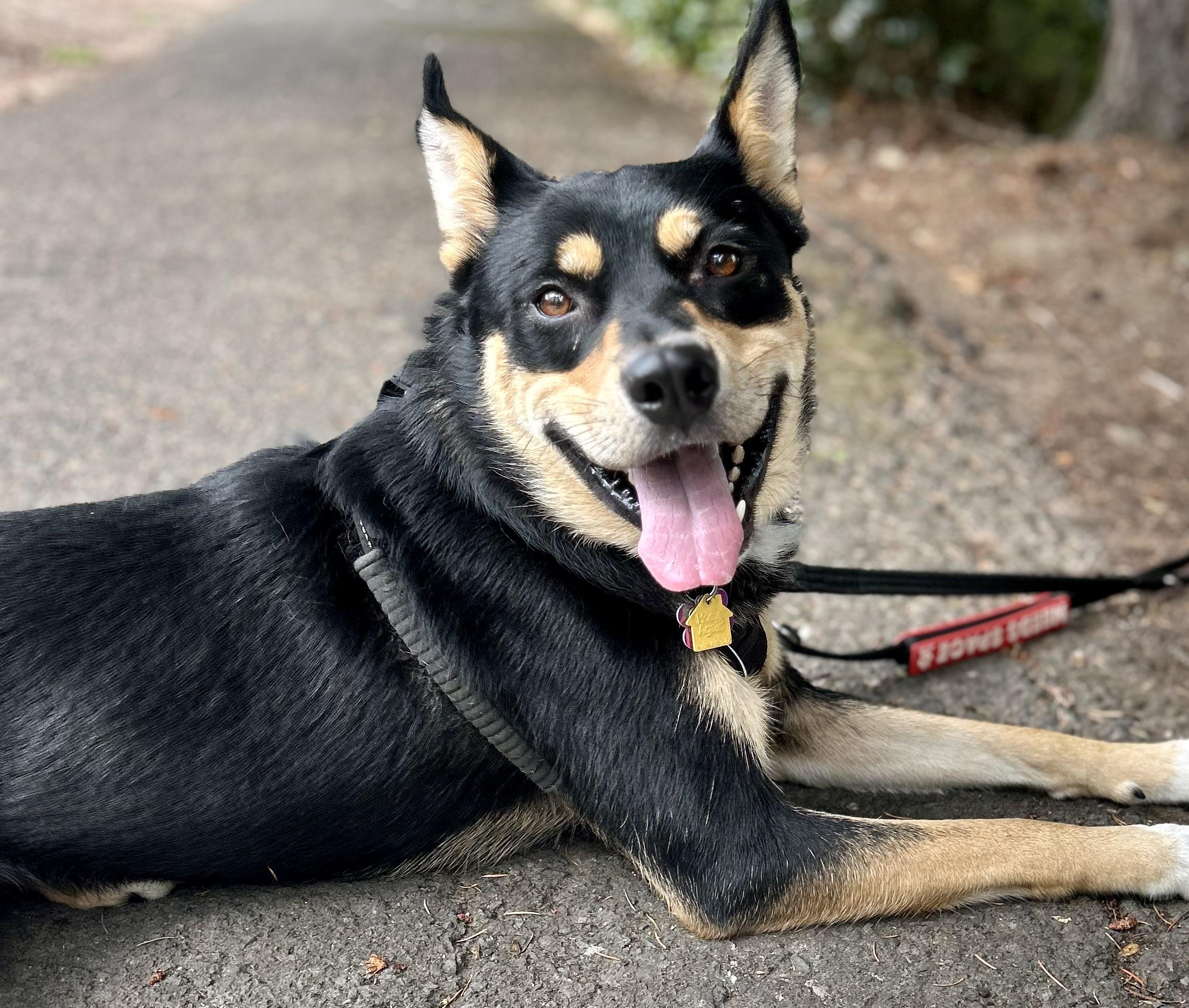 Maki, a Adoptable mixed breed in Tigard, OR image 3/5
