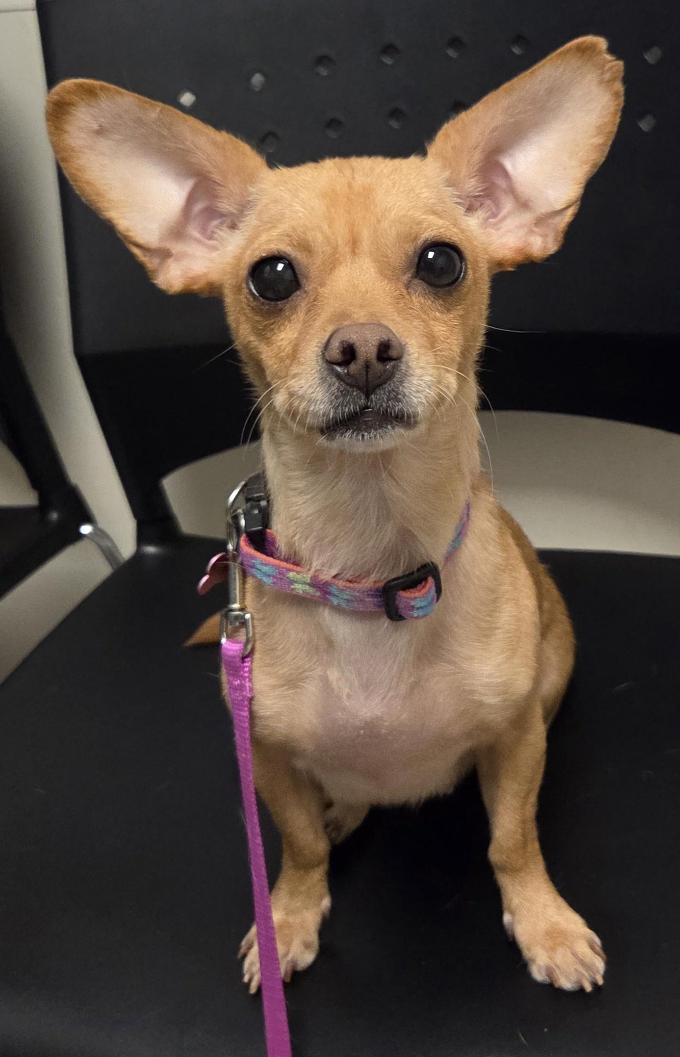 Enlarge VIVI, an adopted mixed breed in Tucson, AZ image 2/2