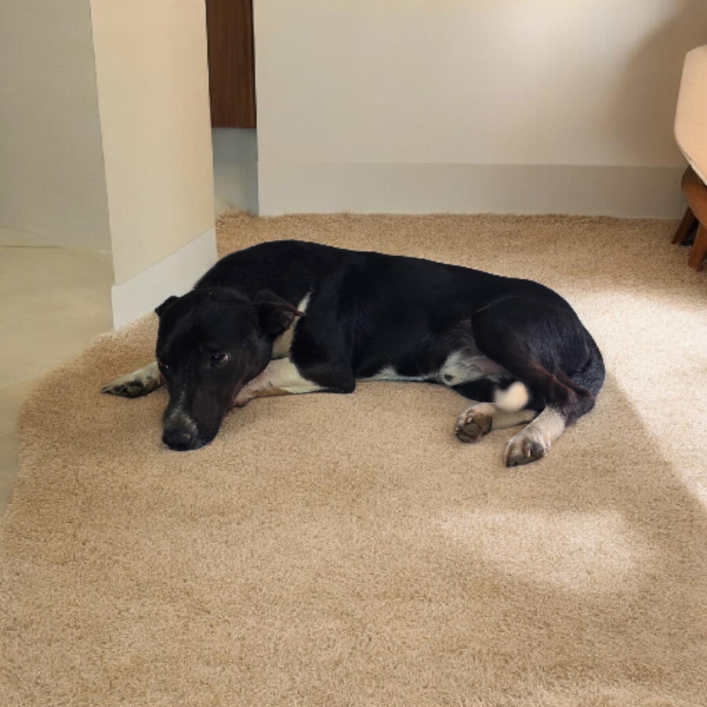 Enlarge Davis, a Adoptable mixed breed in Dallas, GA image 2/4