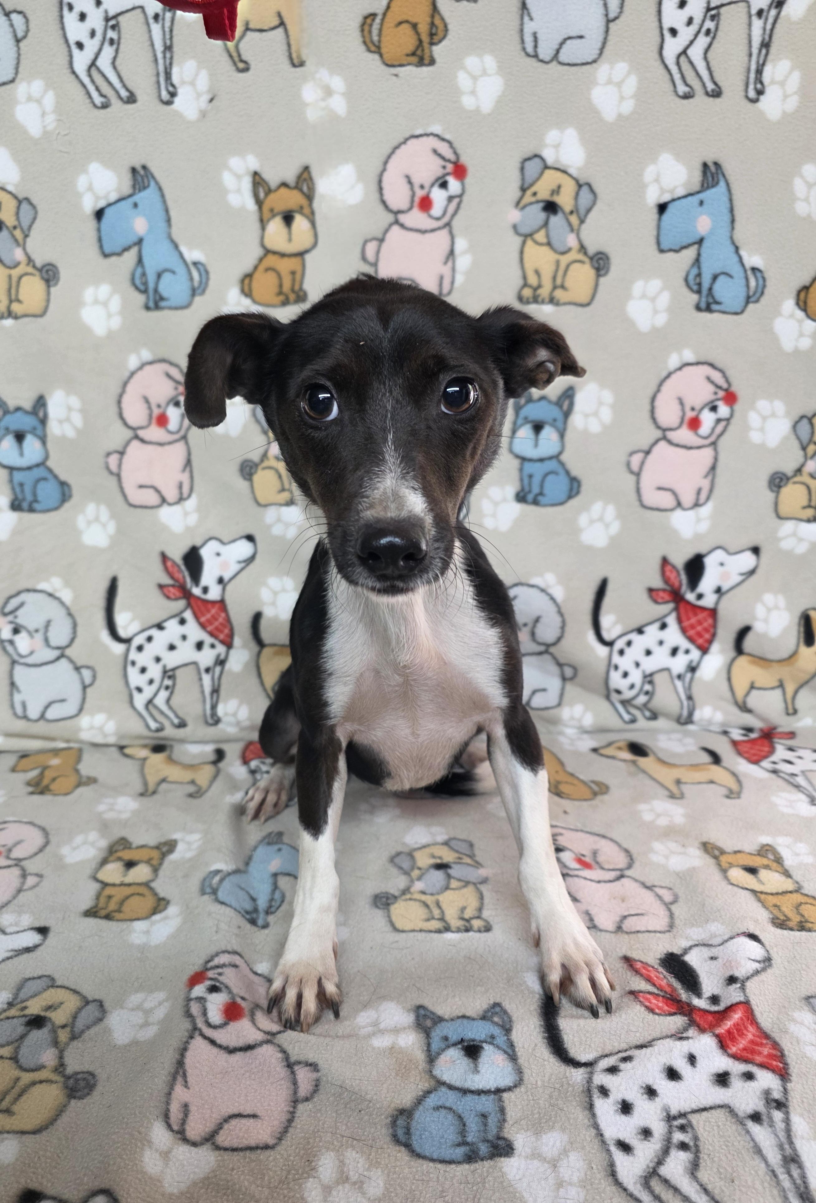 Davis, a Adoptable mixed breed in Dallas, GA image 3/4