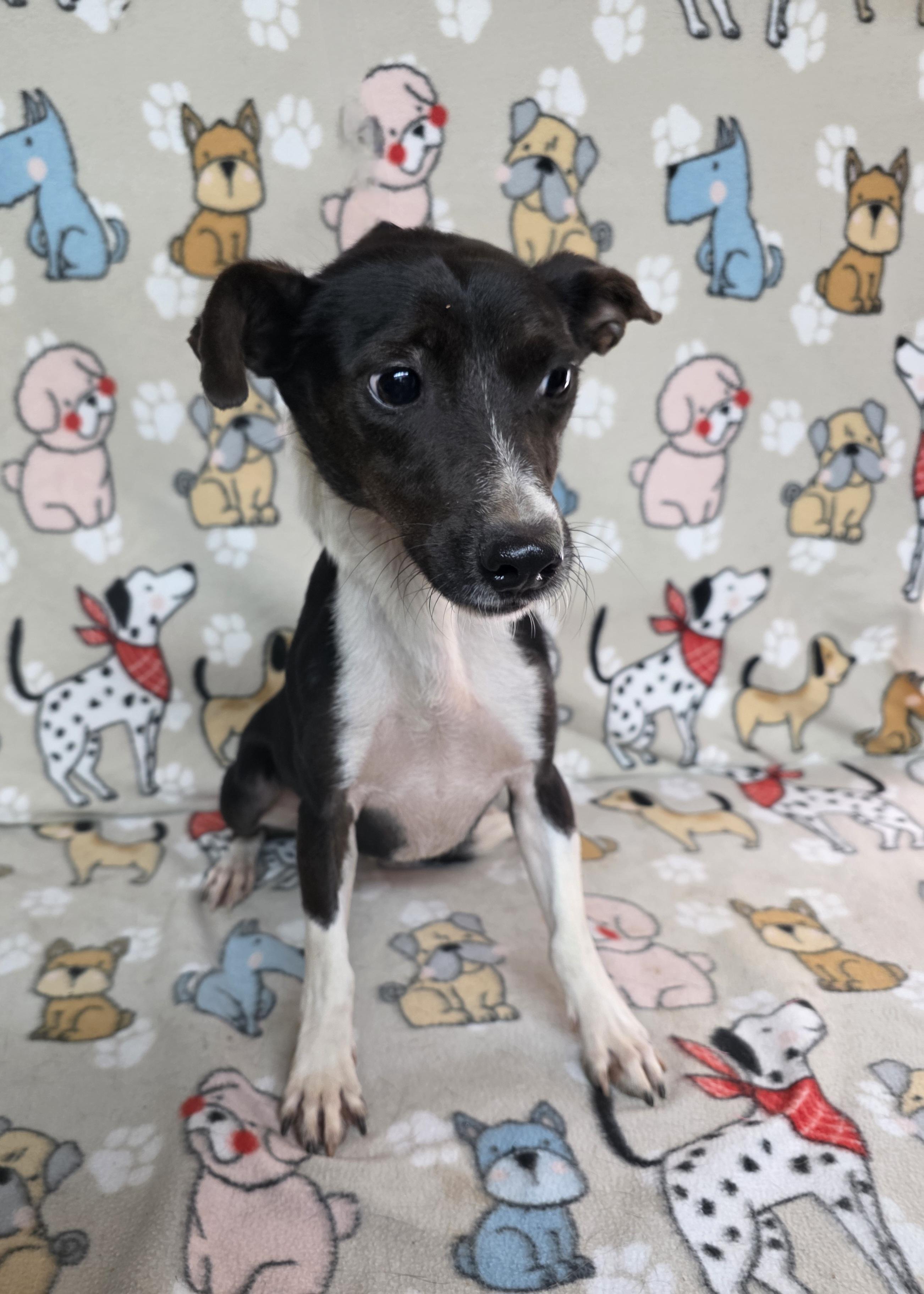 Davis, a Adoptable mixed breed in Dallas, GA image 4/4