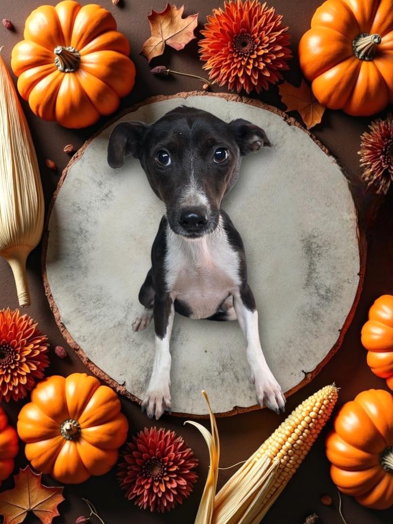 Davis, a Adoptable mixed breed in Dallas, GA image 2/4