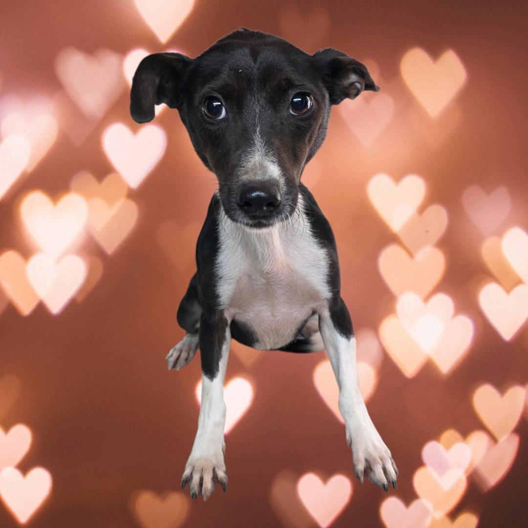 Davis, Adoptable, Adult Male Beagle & Chihuahua.