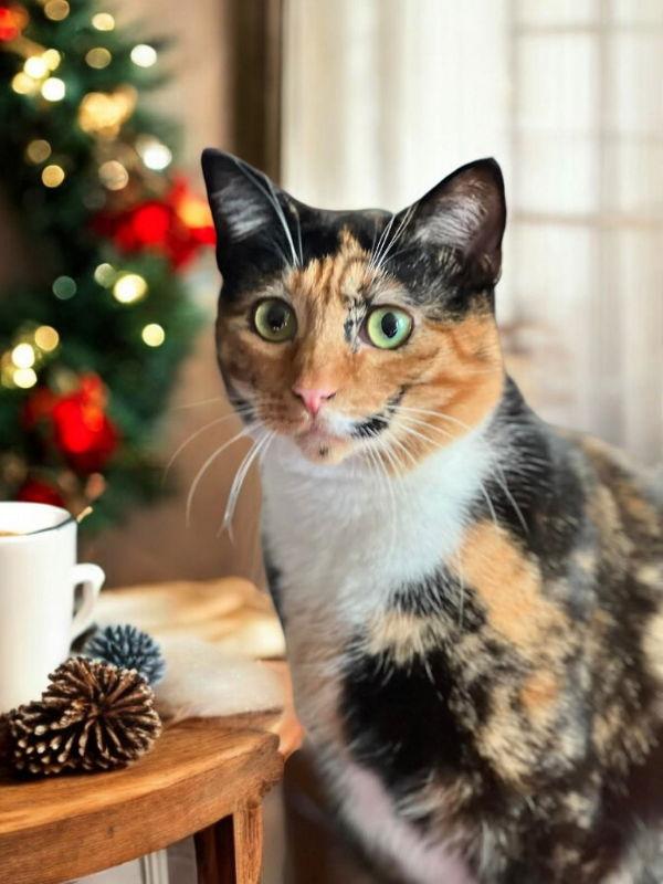 Sweet Pea, Adoptable, Young Female Calico.