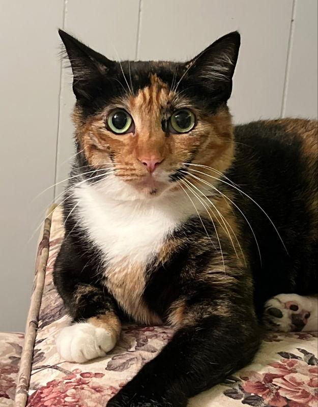 Sweet Pea, a Adoptable Calico in Knoxville, TN image 2/3