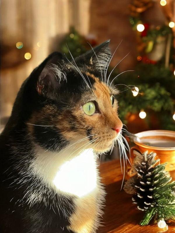 Sweet Pea, a Adoptable Calico in Knoxville, TN image 3/3