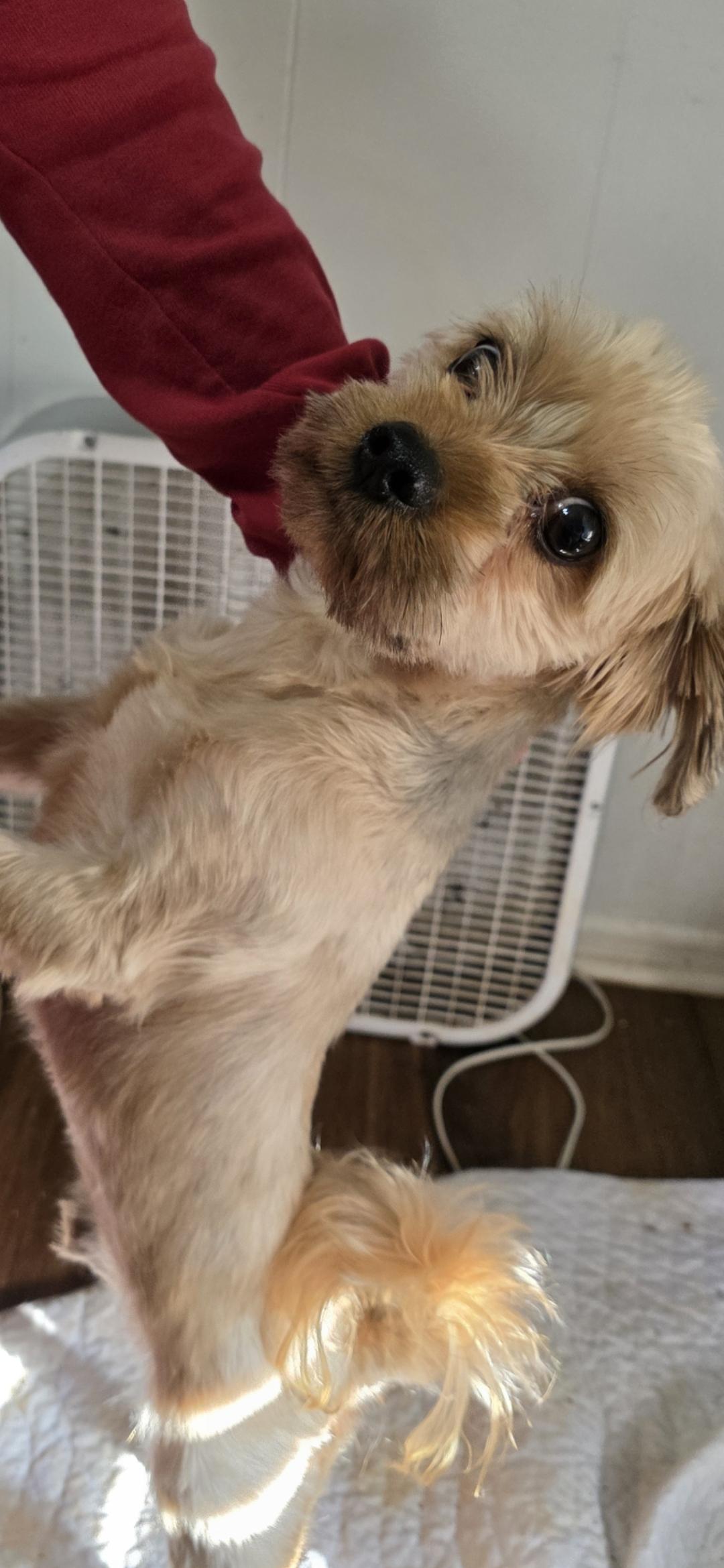 Enlarge Bandit, an adopted mixed breed in Stockbridge, GA image 4/4