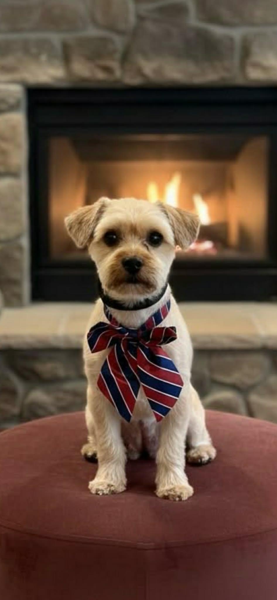 Enlarge Bandit, an adopted mixed breed in Stockbridge, GA image 1/4