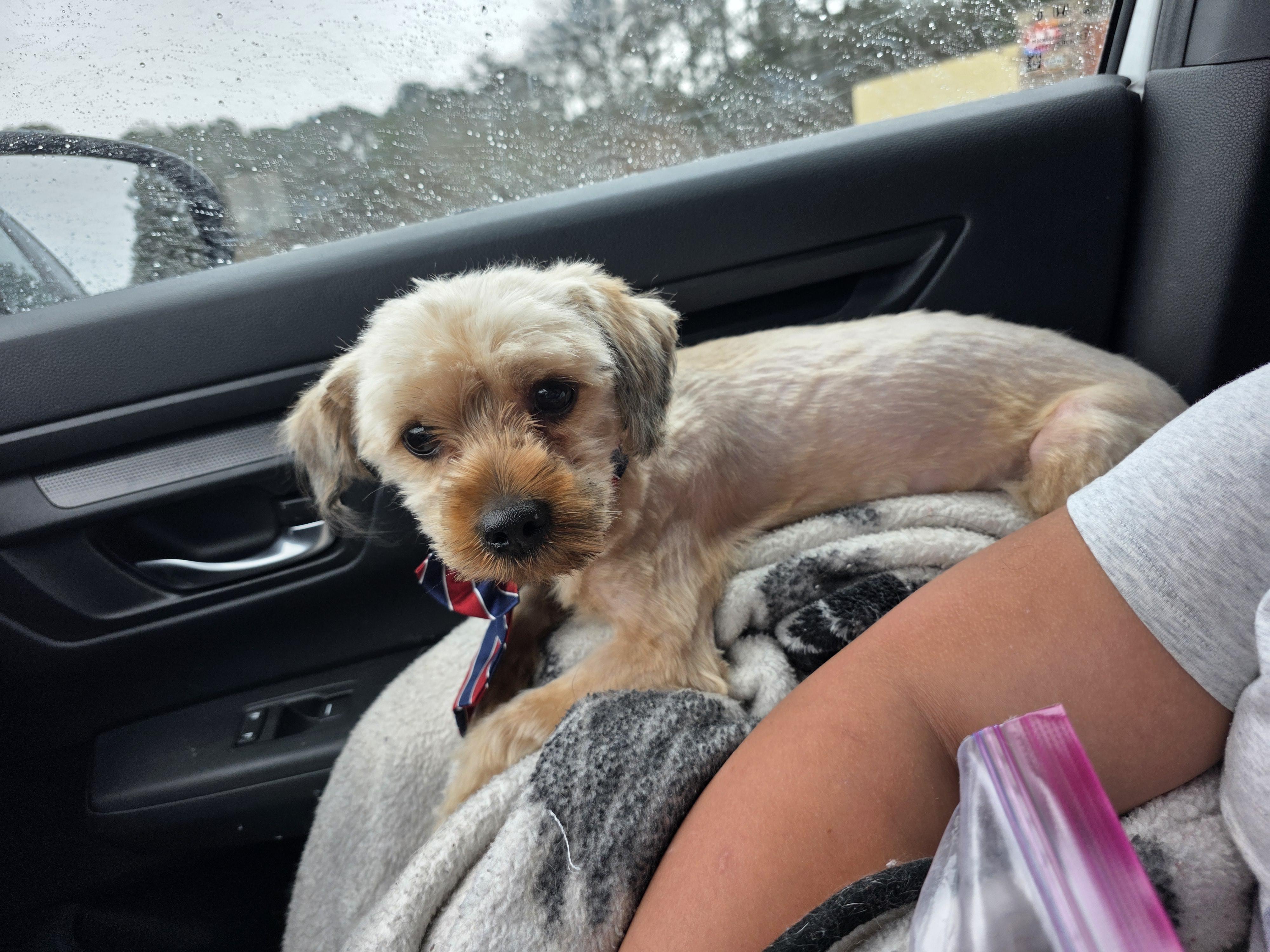 Bandit — thumbnail 4