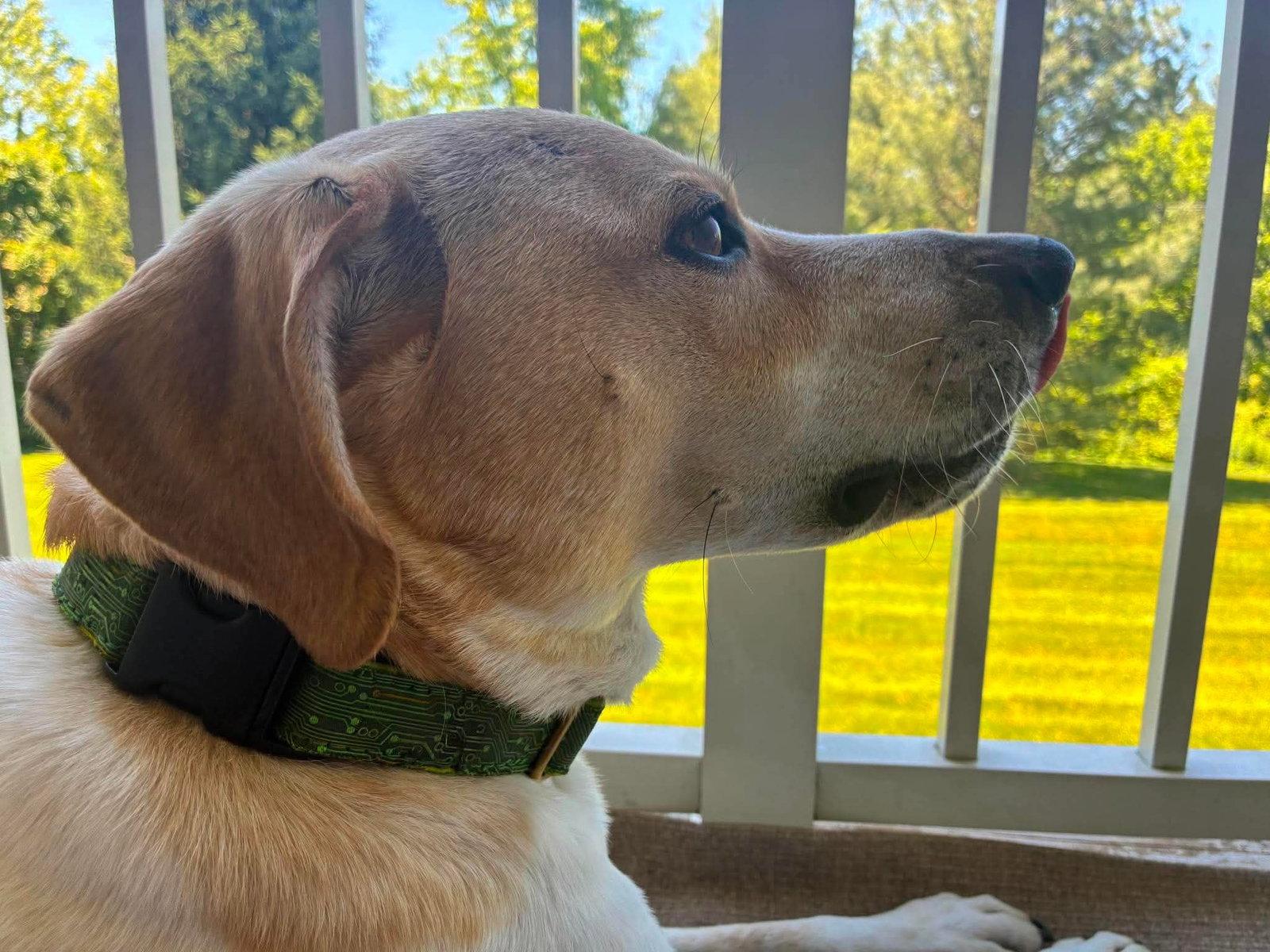 Cooper, Adoptable, Adult Male Beagle & Terrier.