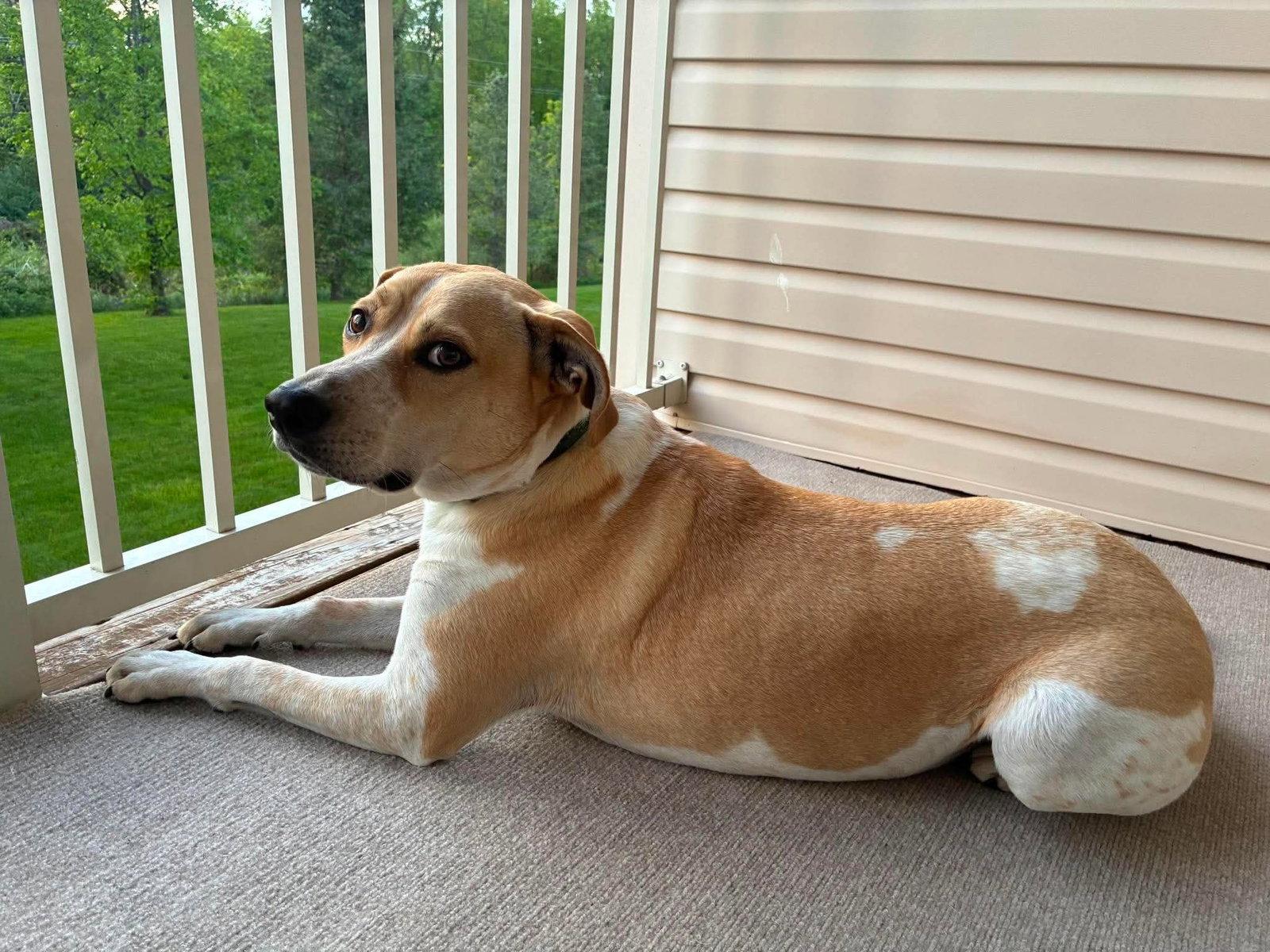 Cooper, a Adoptable mixed breed in Westwood, NJ image 2/2