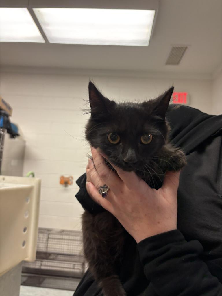 CAPRICE, Adoptable, Kitten Female Domestic Short Hair.