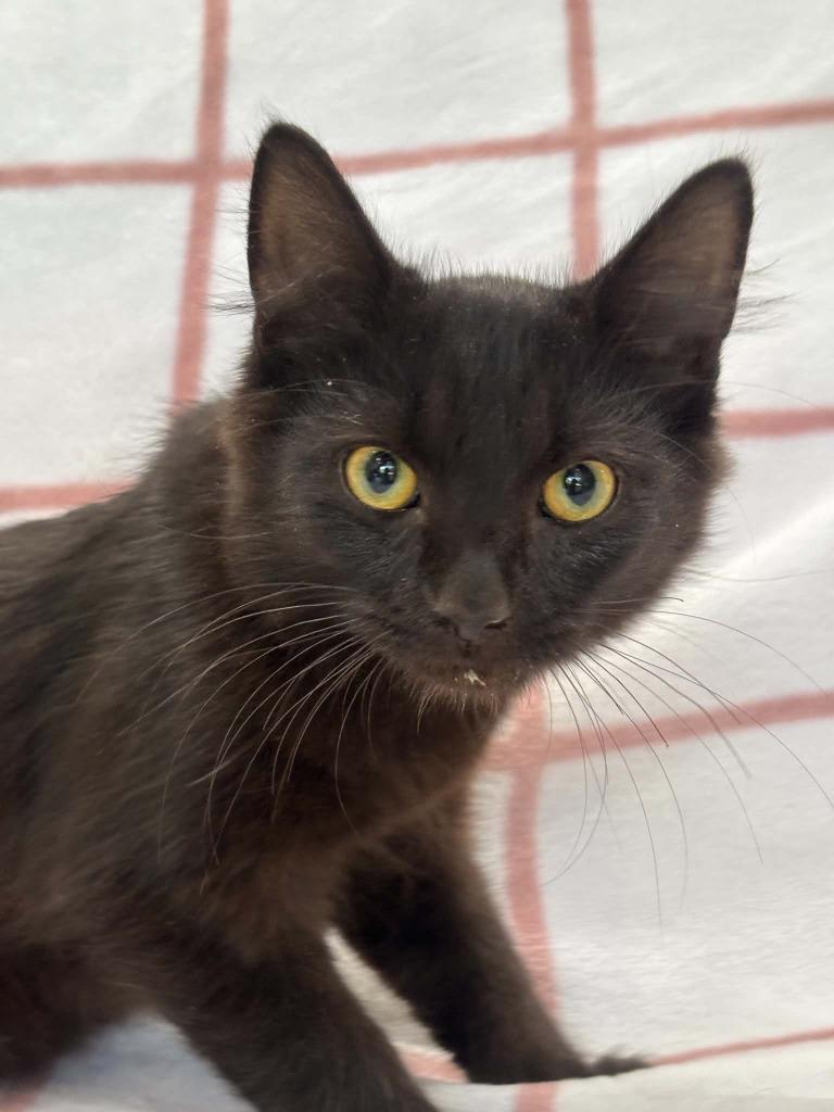 Enlarge CAPRICE, a Adoptable mixed breed in Warrenton, NC image 2/2
