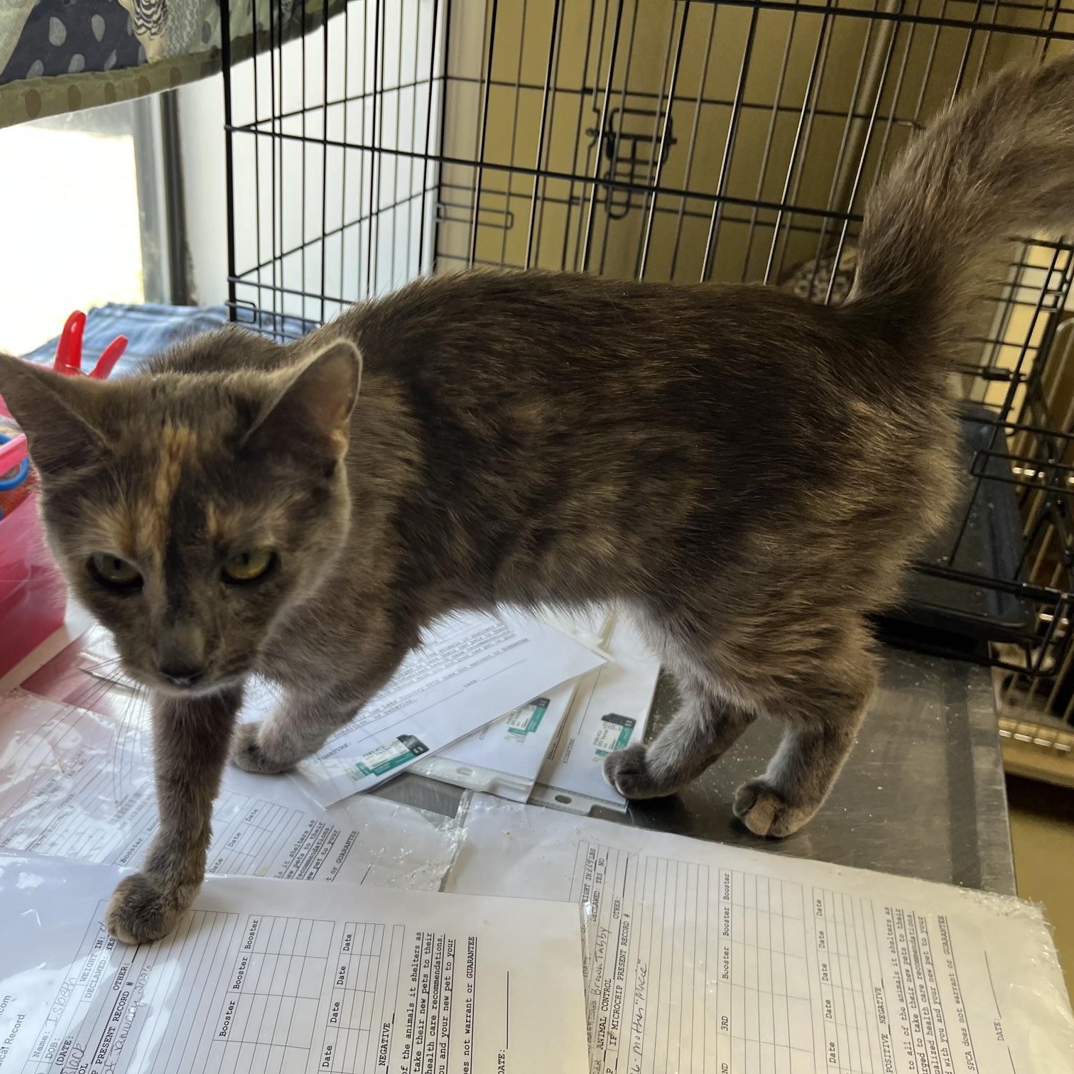 Enlarge Evie, a Adoptable Dilute Tortoiseshell in Clarksville, VA image 3/6