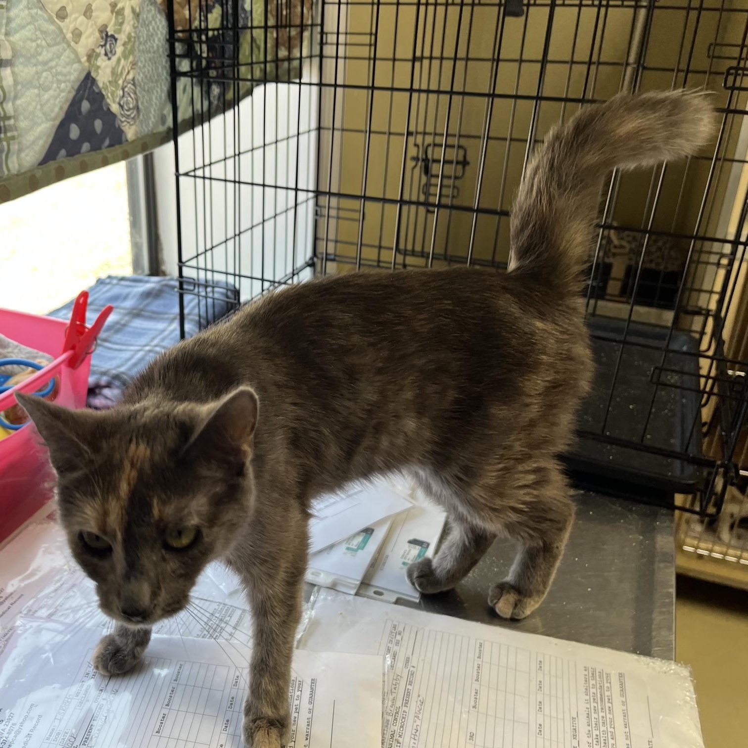 Enlarge Evie, a Adoptable Dilute Tortoiseshell in Clarksville, VA image 6/6