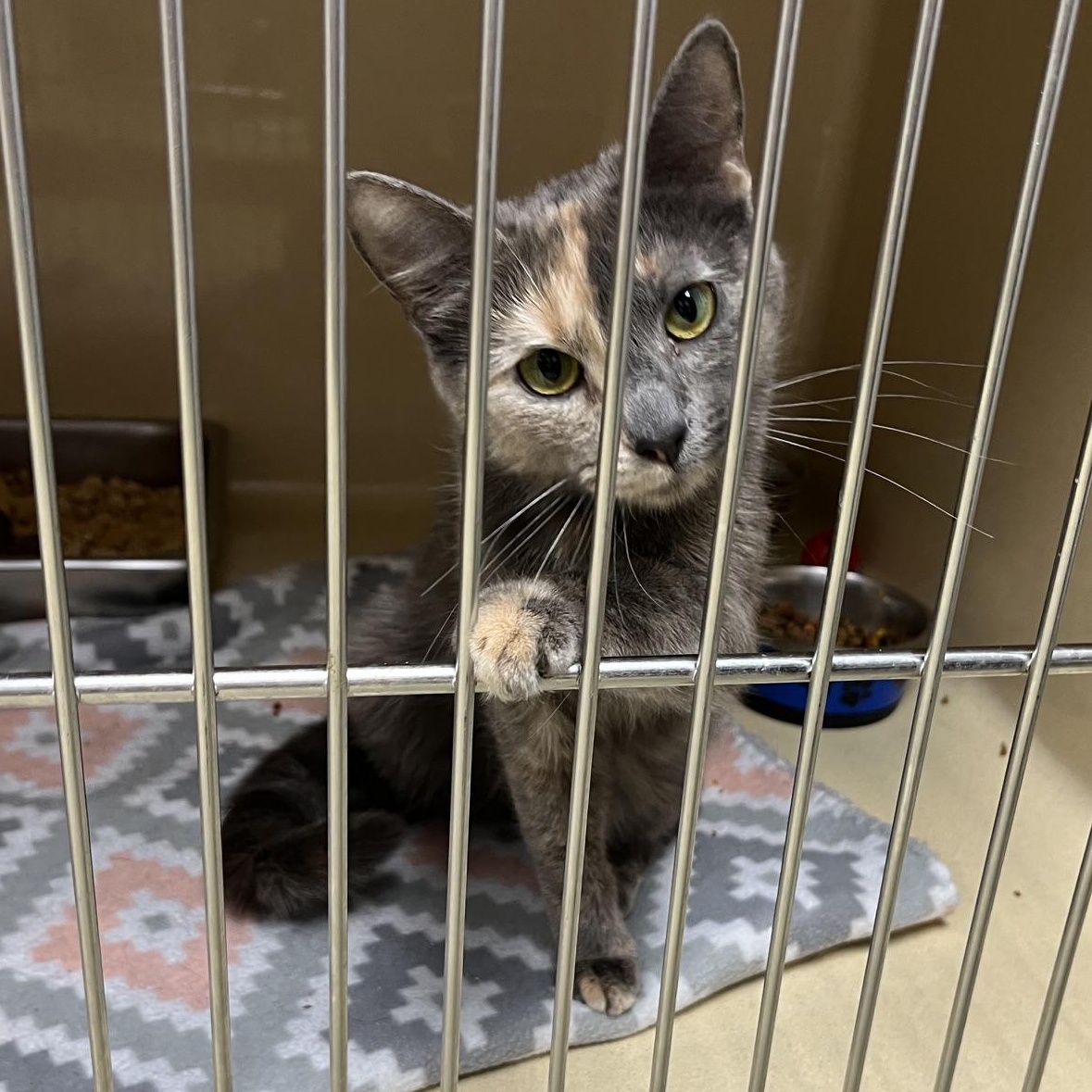 Evie, Adoptable, Young Female Dilute Tortoiseshell.