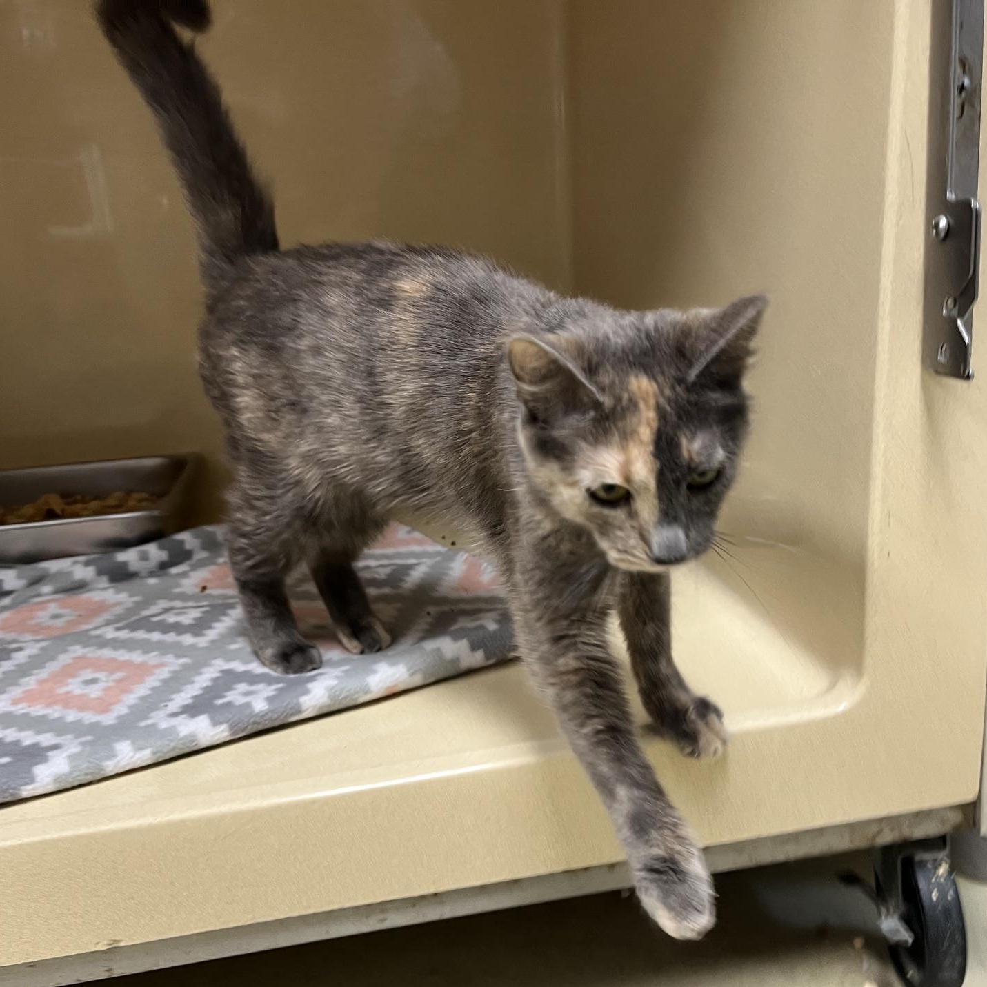 Enlarge Evie, a Adoptable Dilute Tortoiseshell in Clarksville, VA image 5/6