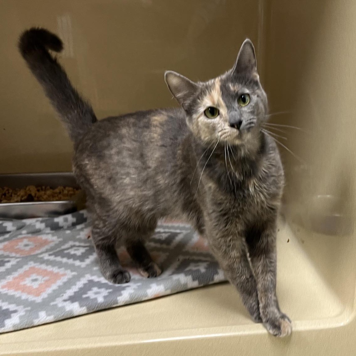 Enlarge Evie, a Adoptable Dilute Tortoiseshell in Clarksville, VA image 4/6