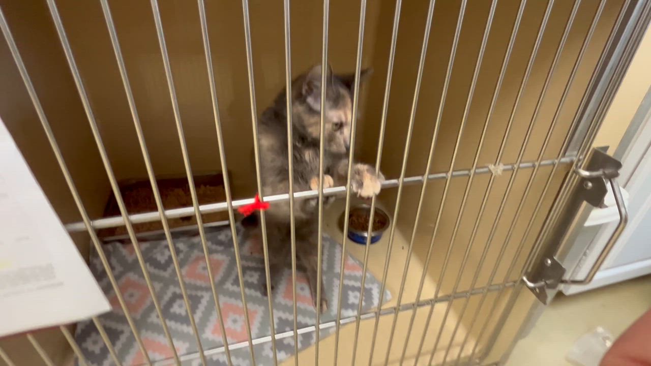 Enlarge Evie, a Adoptable Dilute Tortoiseshell in Clarksville, VA video 2/6