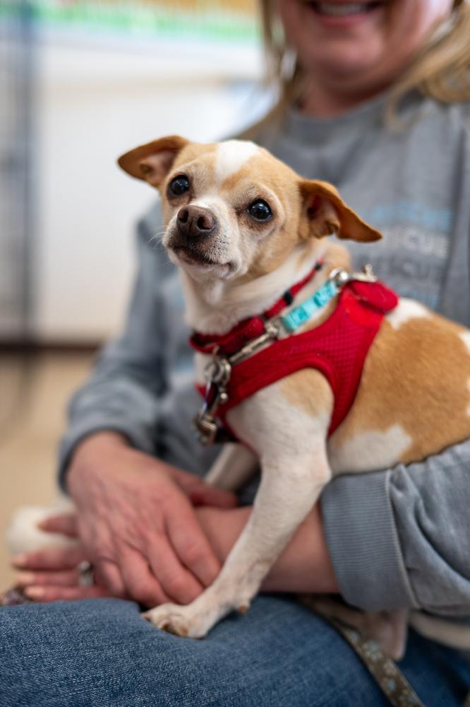 Enlarge Cashew, a Adoptable Chihuahua in Mundelein, IL image 1/4
