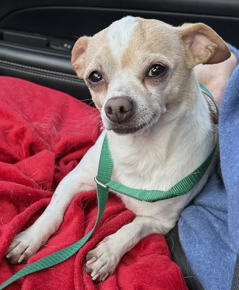 Enlarge Cashew, a Adoptable Chihuahua in Mundelein, IL image 2/4