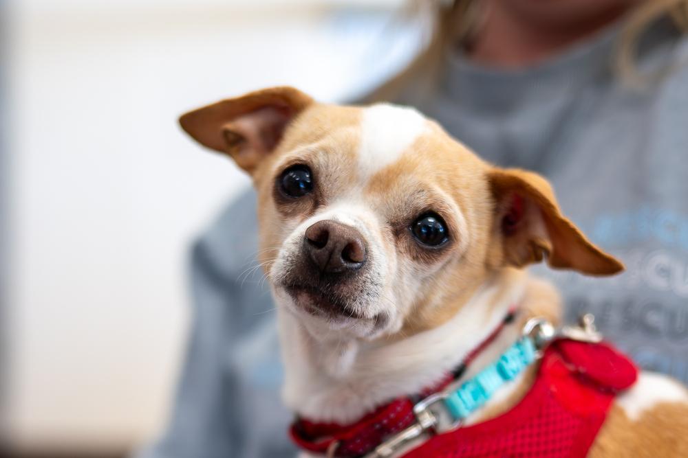 Enlarge Cashew, a Adoptable Chihuahua in Mundelein, IL image 3/4