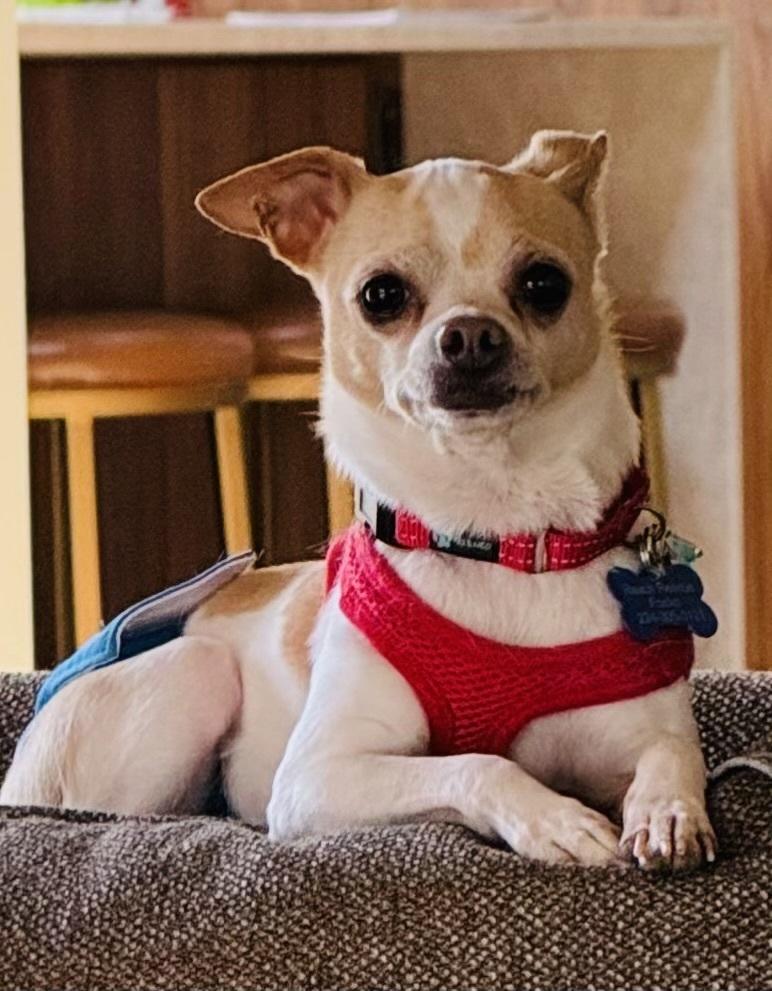 Enlarge Cashew, a Adoptable Chihuahua in Mundelein, IL image 4/4