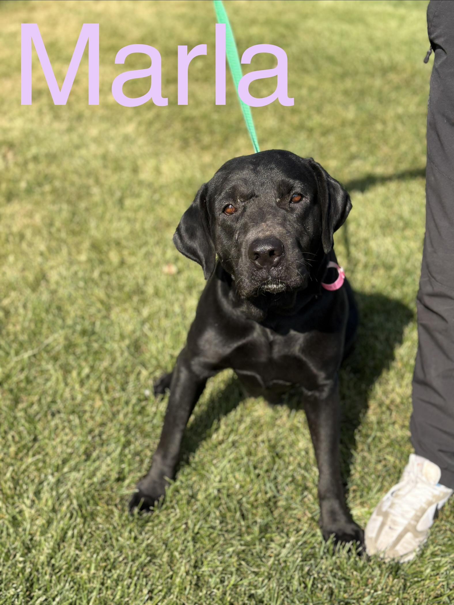 Marla, adopted, Adult Female Labrador Retriever.