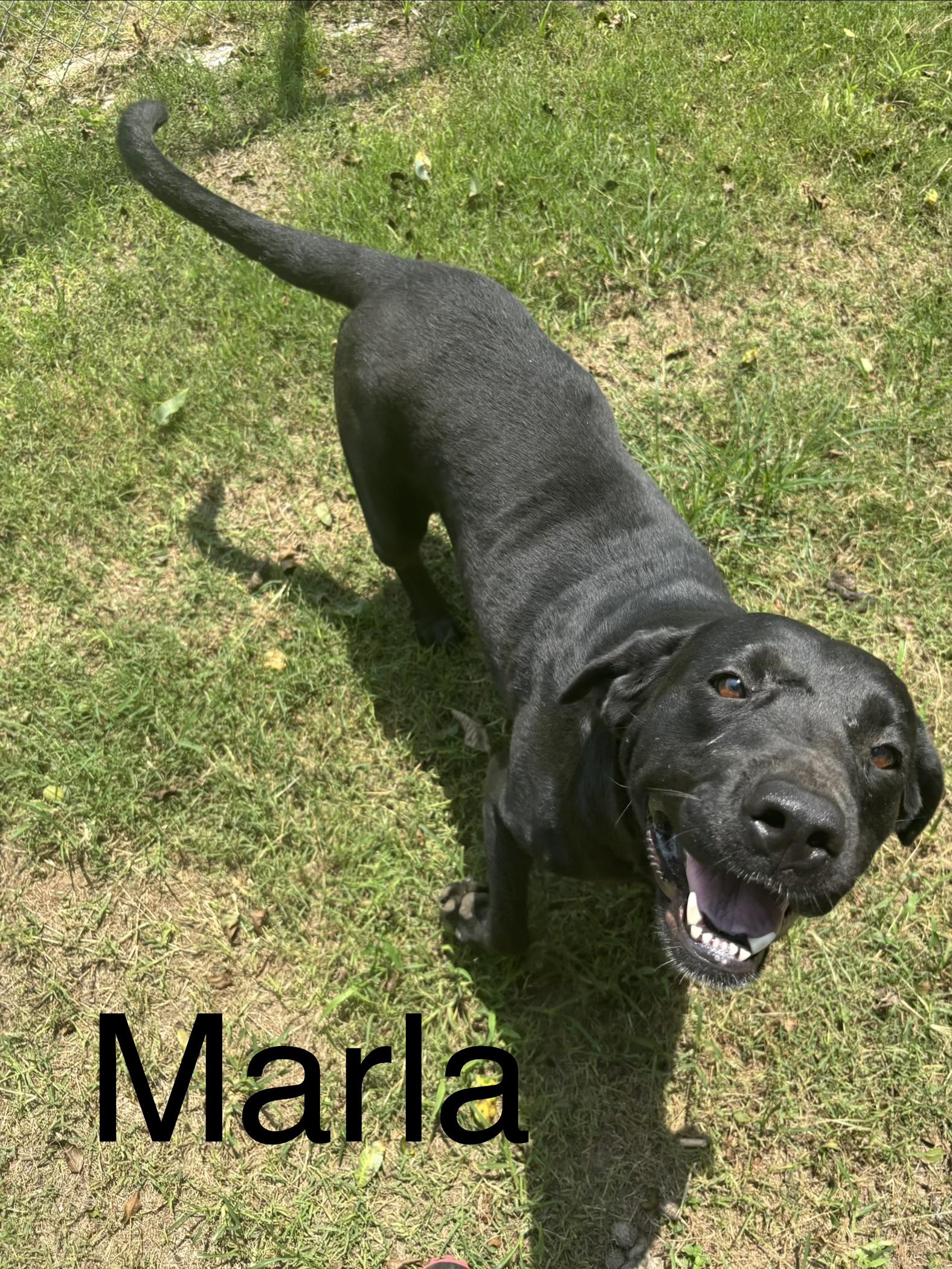 Marla, an adopted Labrador Retriever in Zimmerman, MN image 2/2