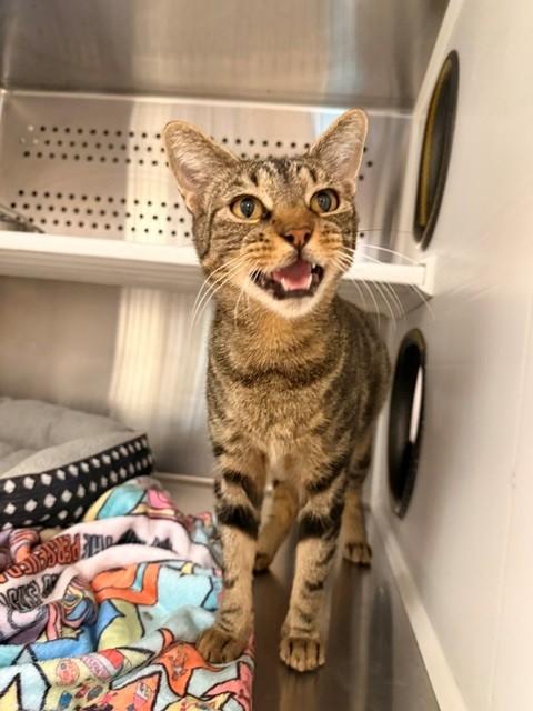 Enlarge Tygra, a ADOPTABLE Domestic Short Hair in Fayetteville, AR image 3/5