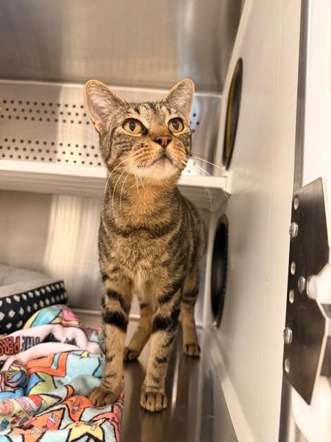 Enlarge Tygra, a ADOPTABLE Domestic Short Hair in Fayetteville, AR image 4/5