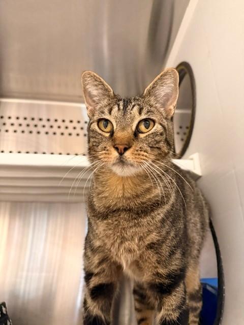Enlarge Tygra, a ADOPTABLE Domestic Short Hair in Fayetteville, AR image 5/5