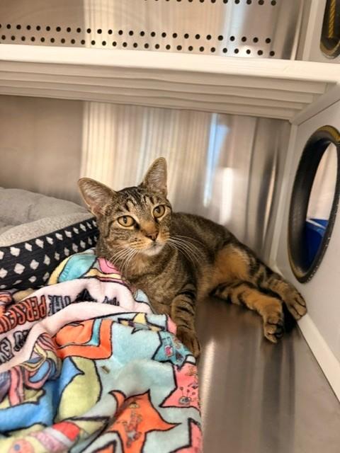 Enlarge Tygra, a ADOPTABLE Domestic Short Hair in Fayetteville, AR image 1/5