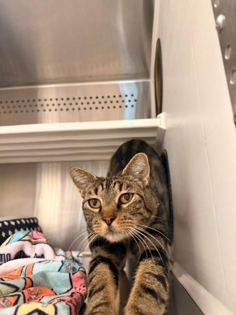 Enlarge Tygra, a ADOPTABLE Domestic Short Hair in Fayetteville, AR image 2/5
